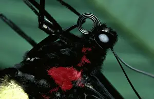 Cairns Birdwing Butterfly Prints: CLY02009