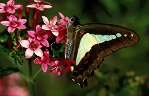 Butterfly In Bloom Prints: CLY02016