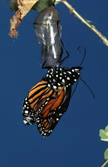 Monarch Butterfly Life Cycle Prints: CLY02023