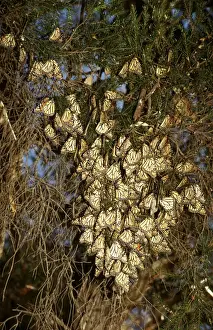 Sydney Wildlife Photography Prints: CLY02024