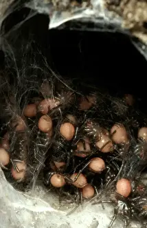 Sydney Funnel-web Spider Print