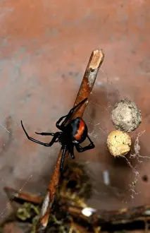 Australian Arachnids Prints: CLY02037