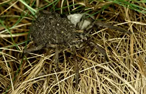 Australian Arachnids Prints: CLY02041