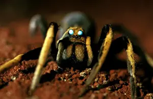 Arachnid Wildlife Photography Prints: CLY02044