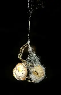 Australian Spiders Prints: CLY02056