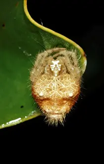 Australian Spiders Prints: CLY02060