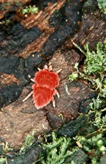 Australian Arachnids Prints: CLY02065