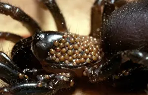 Arachnid Photography Prints: CLY02066
