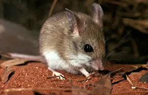 Sandy Inland Mouse Print