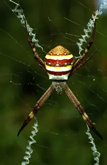 Australian Spiders Prints: CLY02077