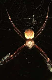 Australian Arachnids Prints: CLY02080
