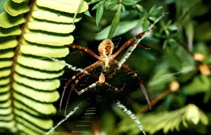 Australian Spiders Prints: CLY02081