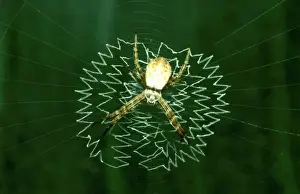 Australian Spiders Prints: CLY02083