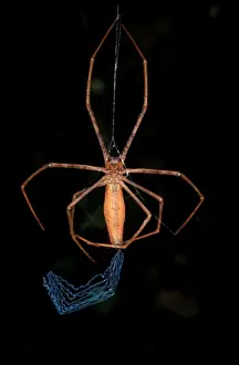 Australian Spiders Prints: CLY02087