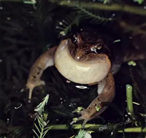 Australian Frogs Prints: CLY03003