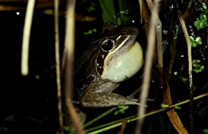 Australian Frogs Prints: CLY03004