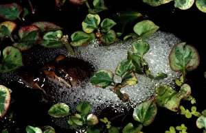 Australian Frogs Prints: CLY03005