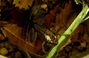 Australian Native Animals Pictures Prints: CLY03010