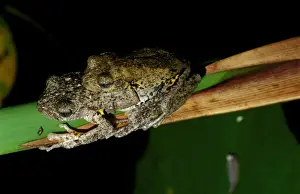 Native Australian Animals Prints: CLY03012