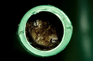 Australian Frogs Prints: CLY03016