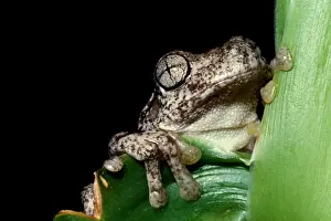 Australian Native Frogs Prints: CLY03017