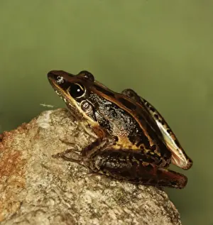 Australian Native Frogs Prints: CLY03018