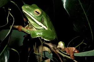North Queensland Wildlife Prints: CLY03019