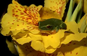 Green Tree Frog Australia Prints: CLY03021