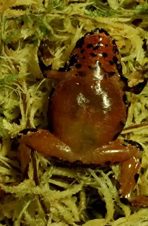 Sphagnum Frog Print (Underside)