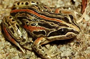 Australian Frogs Prints: CLY03031