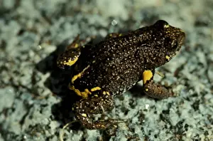 Australian Native Frogs Prints: CLY03034