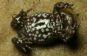 Australian Native Frogs Prints: CLY03036