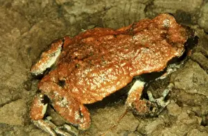 Australian Native Frogs Prints: CLY03037