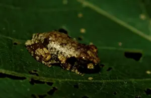 Australian Native Frogs Prints: CLY03039