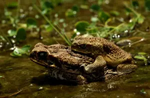 North Queensland Wildlife Prints: CLY03040