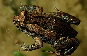 Australian Native Frogs Prints: CLY03045