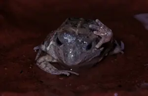 Central Australian Burrowing Frog Print