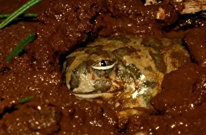 Australian Native Frogs Prints: CLY03053