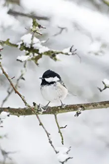 Woodland Birds Prints: Coal Tit