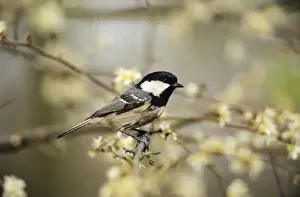 British Birds Images Prints: Coal Tit - in blackthorn hedge