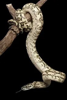 Reptile Photography Australia Prints: Coastal Carpet Python - Mcdowelly sub-species - Australia