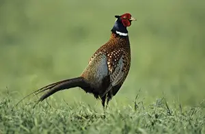 Personalized Home Decor Prints: Cock Pheasant