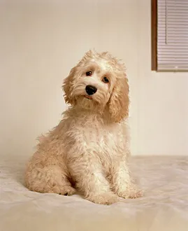 popular themes/cockapoo/cockapoo dog crossbreed cocker spaniel poodle