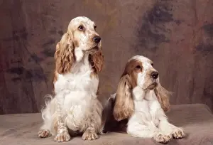 John Daniels Wildlife Photographer Prints: Cocker Spaniel Dog - x2