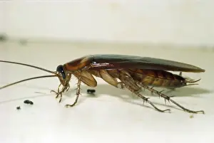 American Cockroach Prints: Cockroach USA