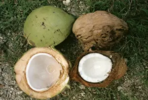 Edible Fruits Prints: Coconuts - ripe & unripe