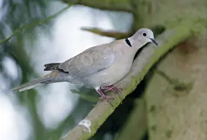 Collared Dove Prints: Collared Dove