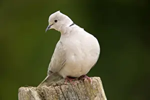 Collared Dove Prints: Collared Dove - Cornwall - UK