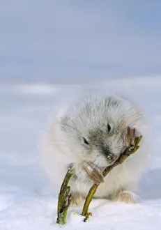 Prints of ANZ-13 Collared LEMMING - feeding on dwarf willow Winter, Kara Sea Shore, Taimyr peninsula, Arctic tundra Torquatus Prints: Collared Lemming Print - Winter Scene on Taimyr Peninsula
