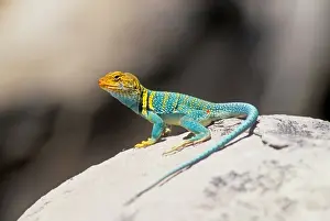 Francois Gohier Photography Prints: Collared Lizard North America
